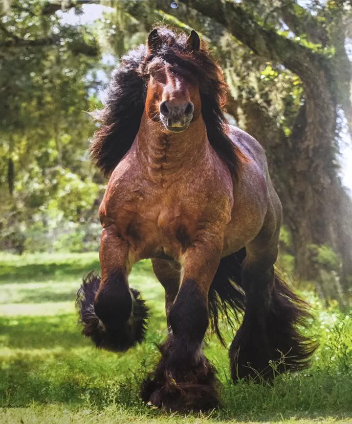 Ardennes Horses Stableexpress